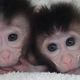 Illustration for article titled First custom mutant monkeys bring us one step closer to designer babies